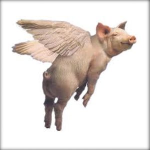 pigs-fly